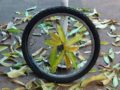 bike rims