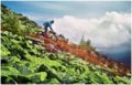 downhill mountain bikes featured image